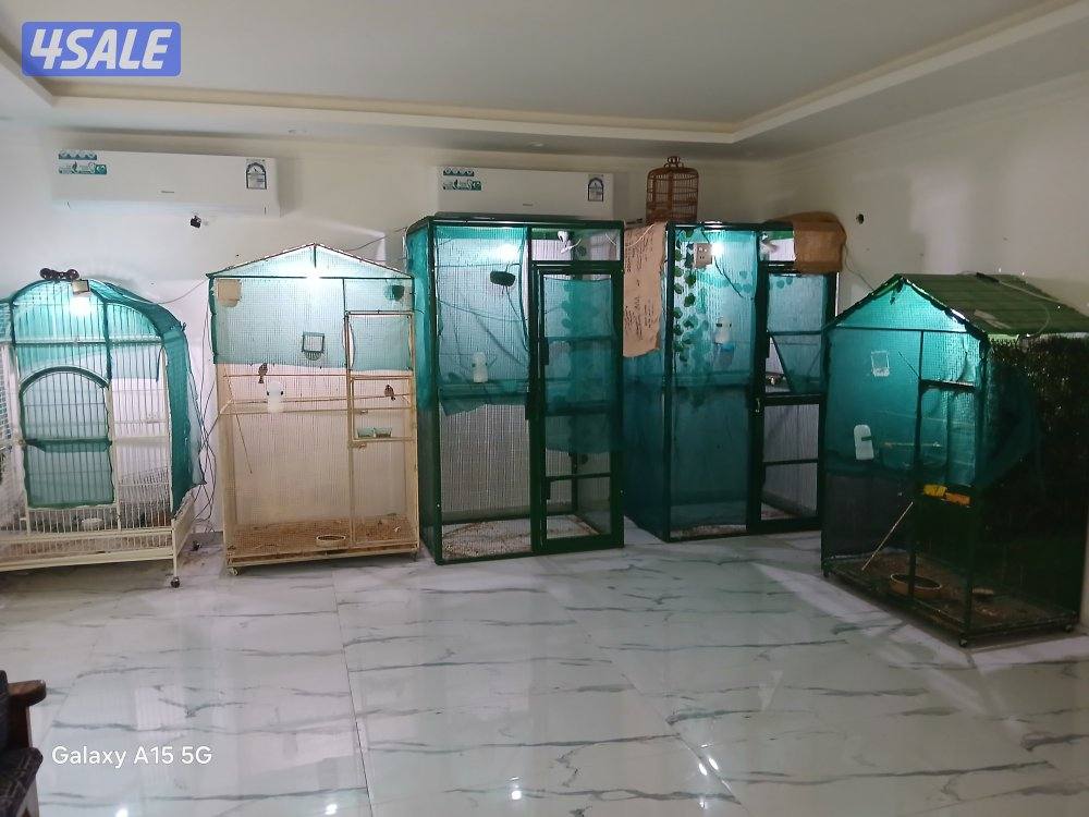 طفرات البلابل للبيع مشروع4