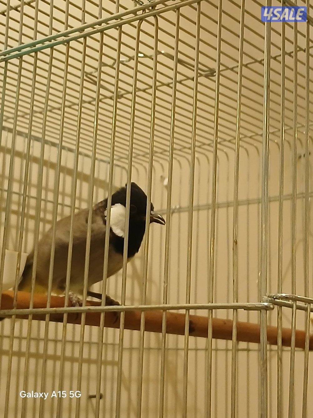 طفرات البلابل للبيع مشروع6