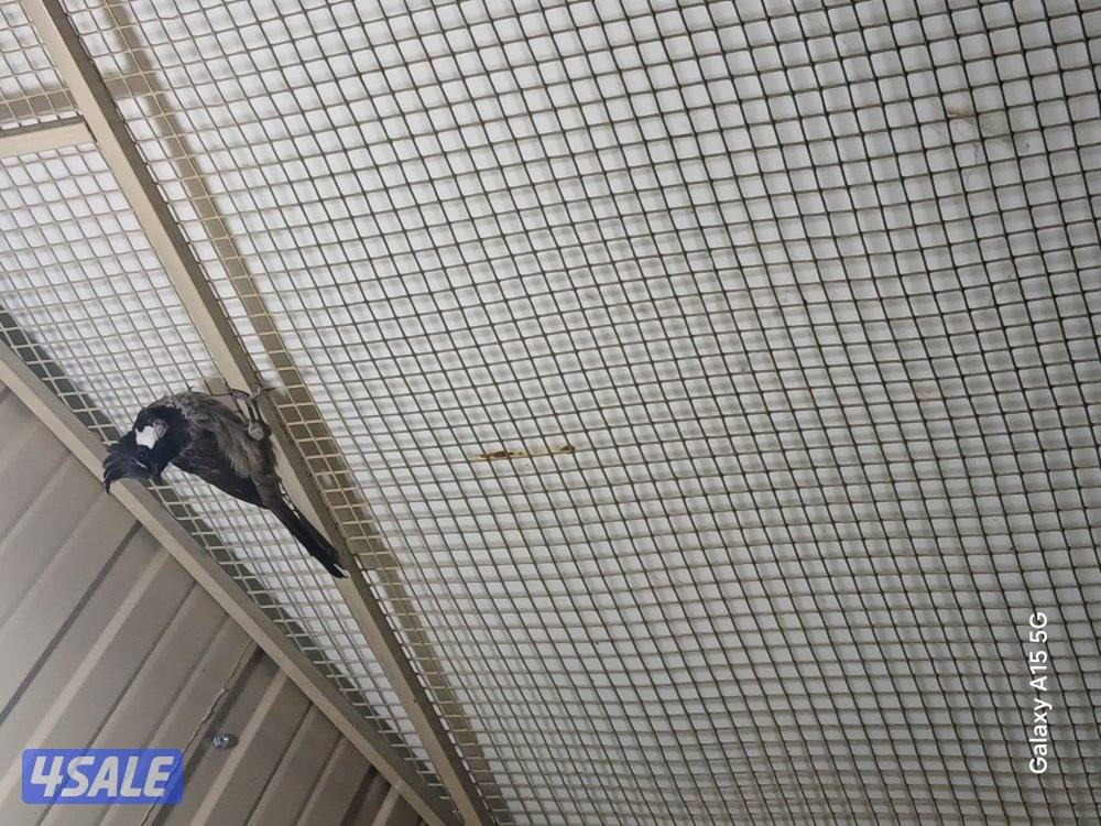 طفرات البلابل للبيع مشروع7