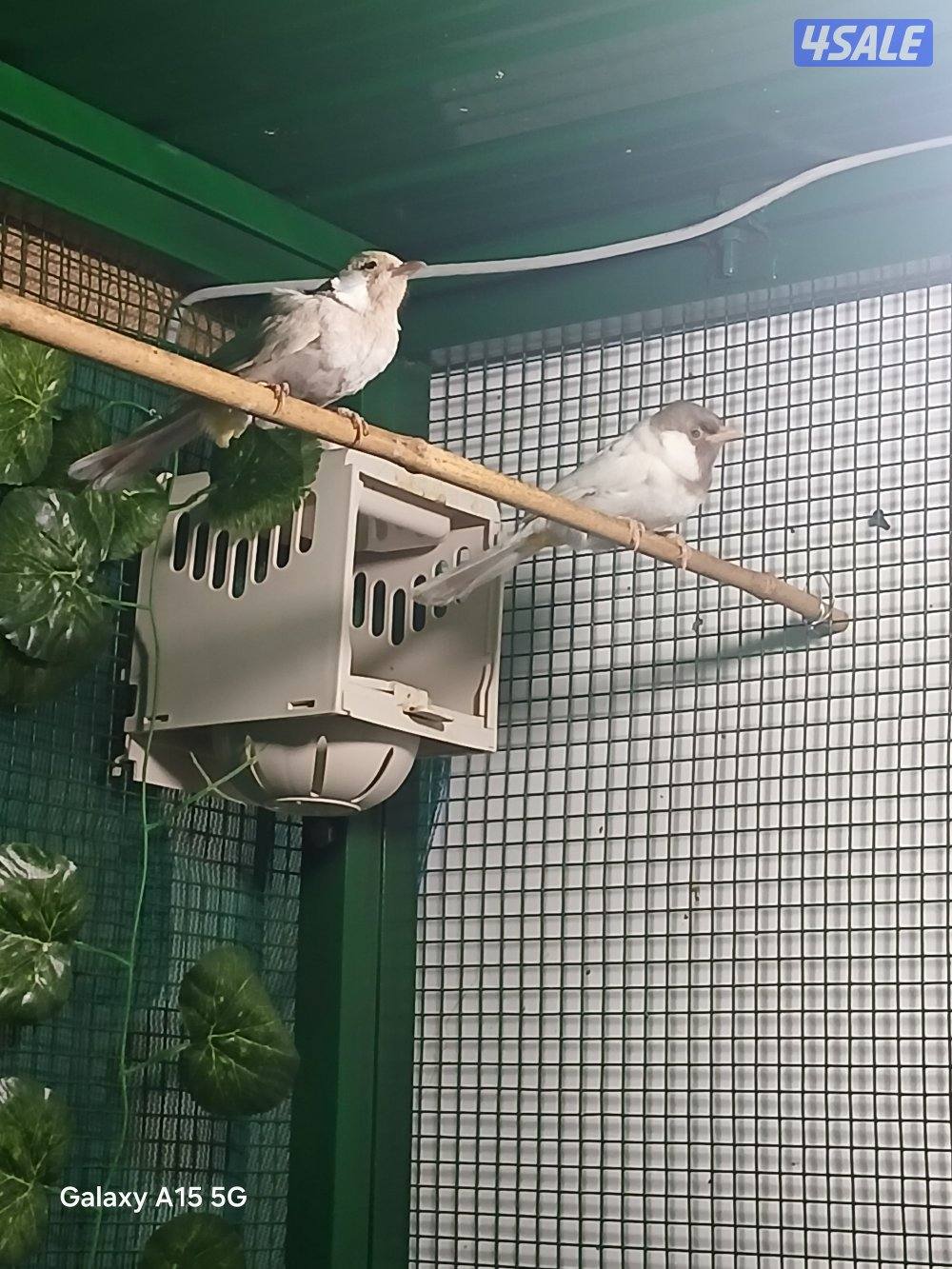 طفرات البلابل للبيع مشروع8