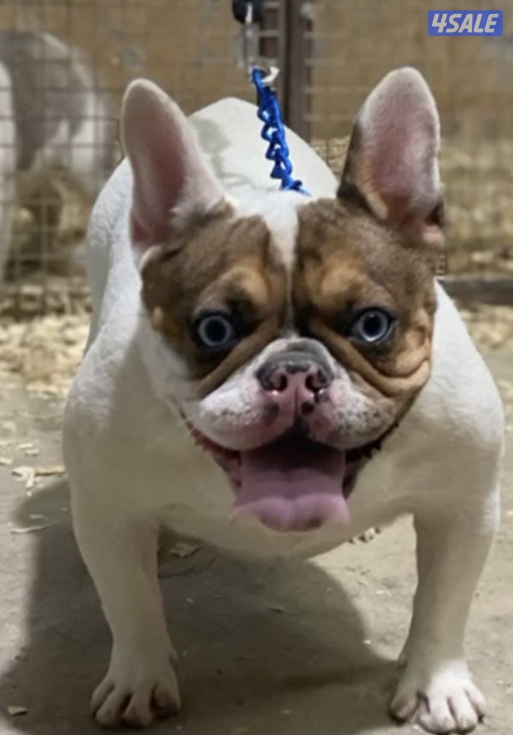 French Bulldog1