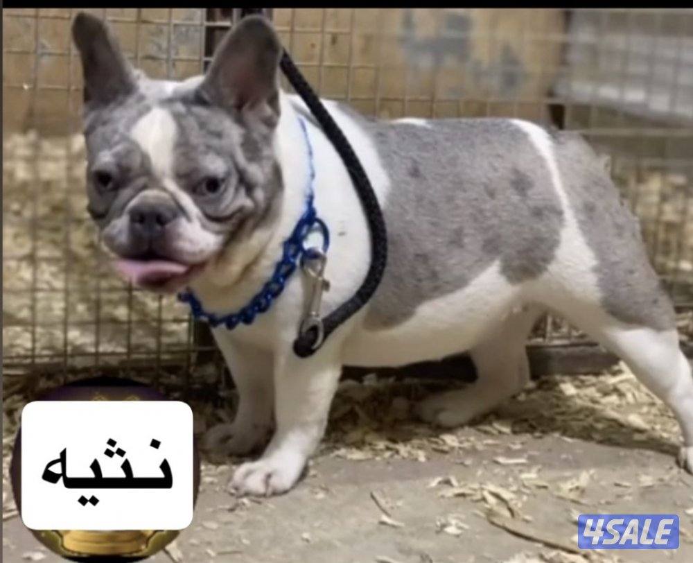French Bulldog3