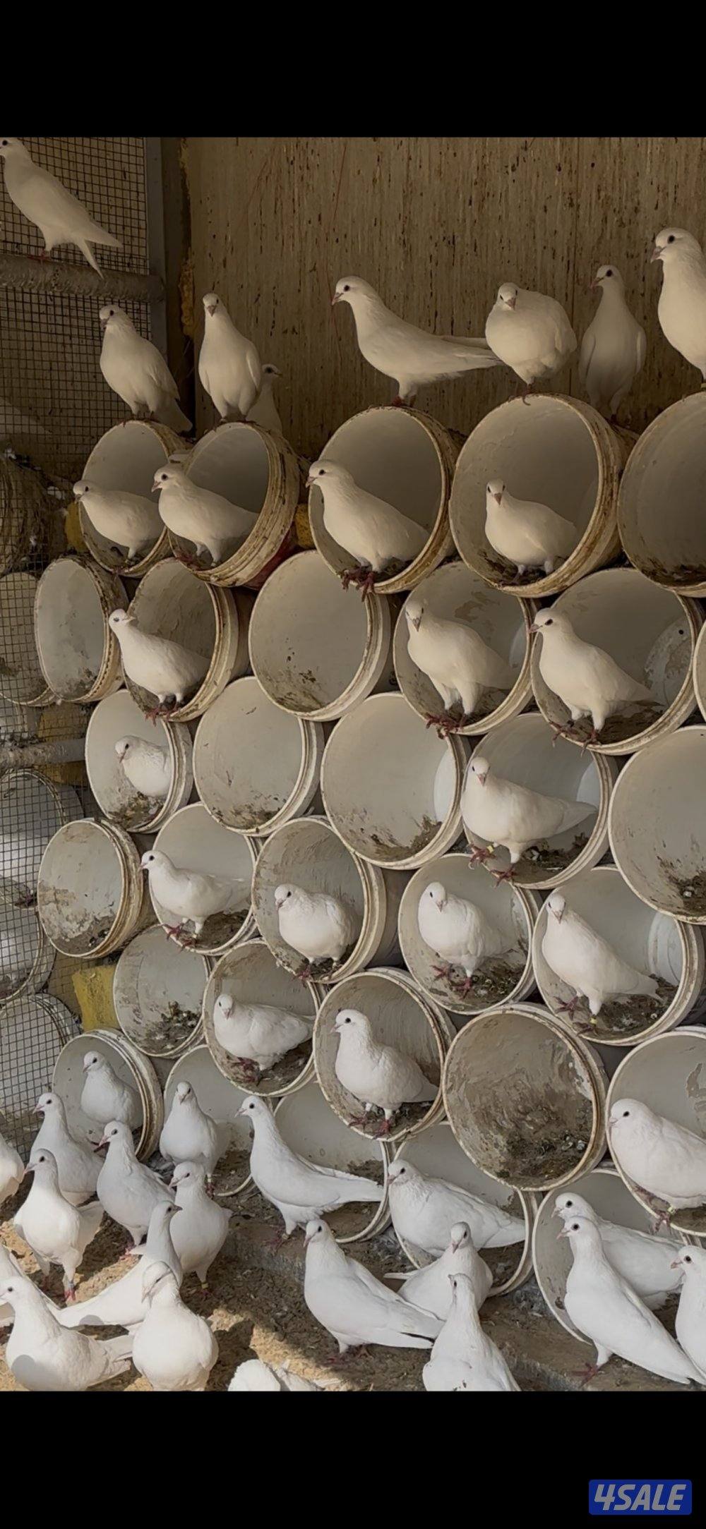 للبيع ازواج داخل الخانات وطبات قريب تزاوج لاحم ابيض2