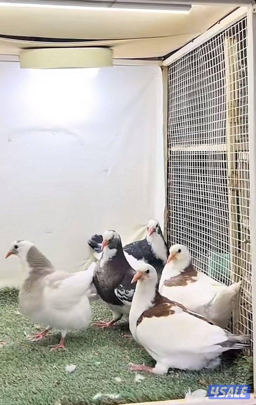 يوجد خدمة توصيل0