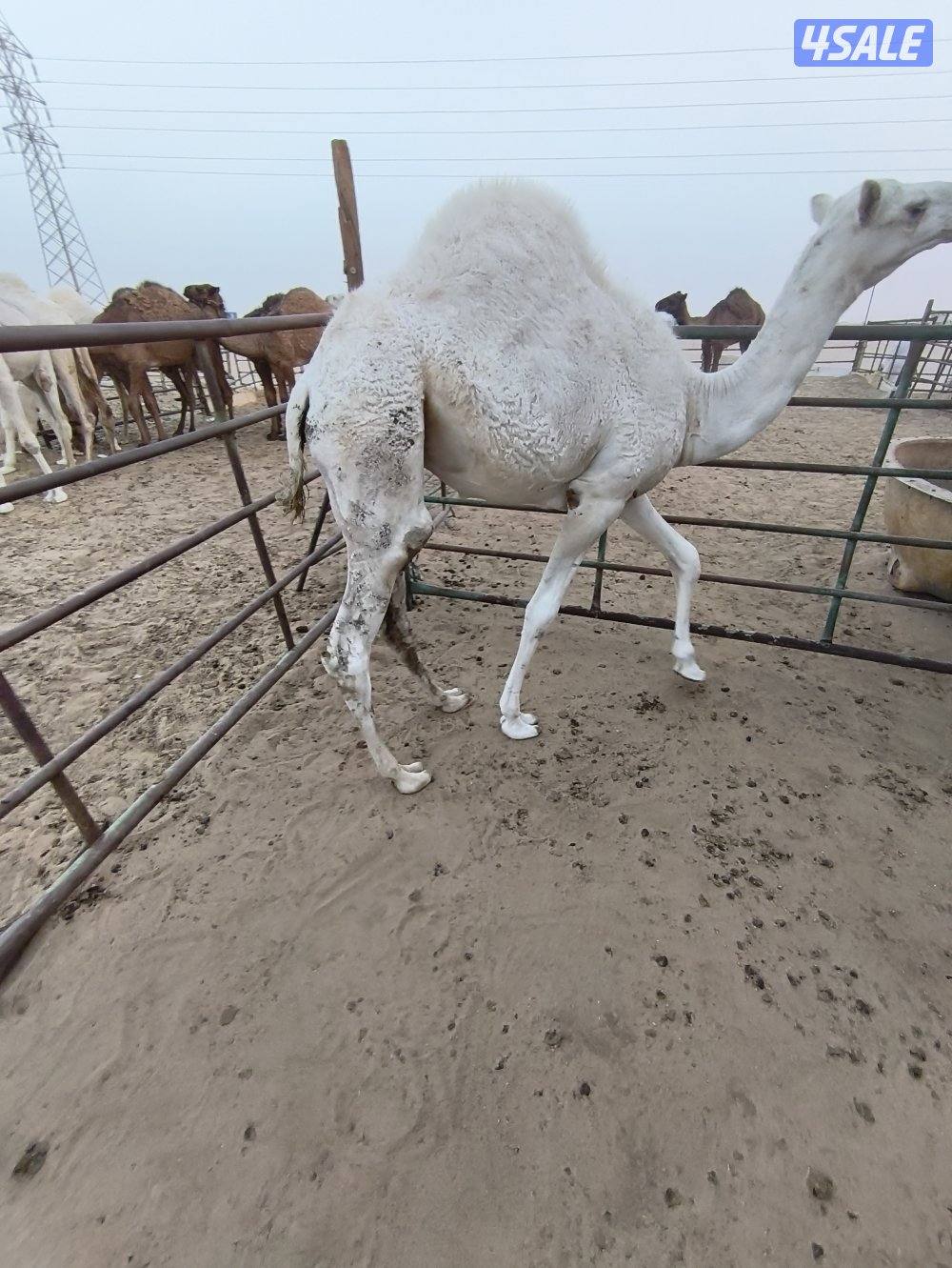 بيع وشراء قعدان2