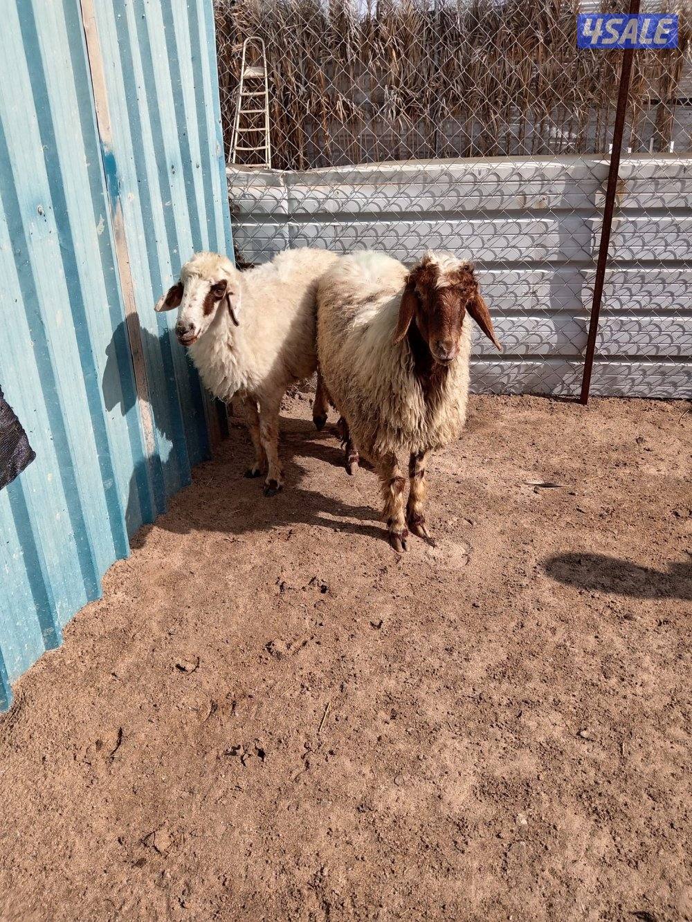 للبيع العبدلي مراح0