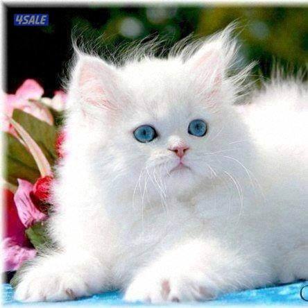 مدرس أول  لغة انجليزية4