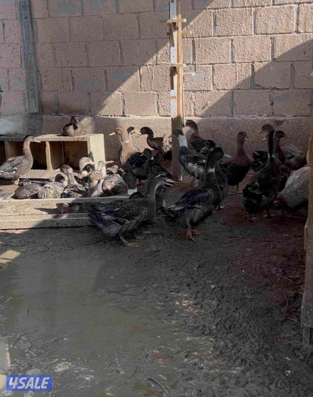 للبيع بط طيار خضاري خضيري0