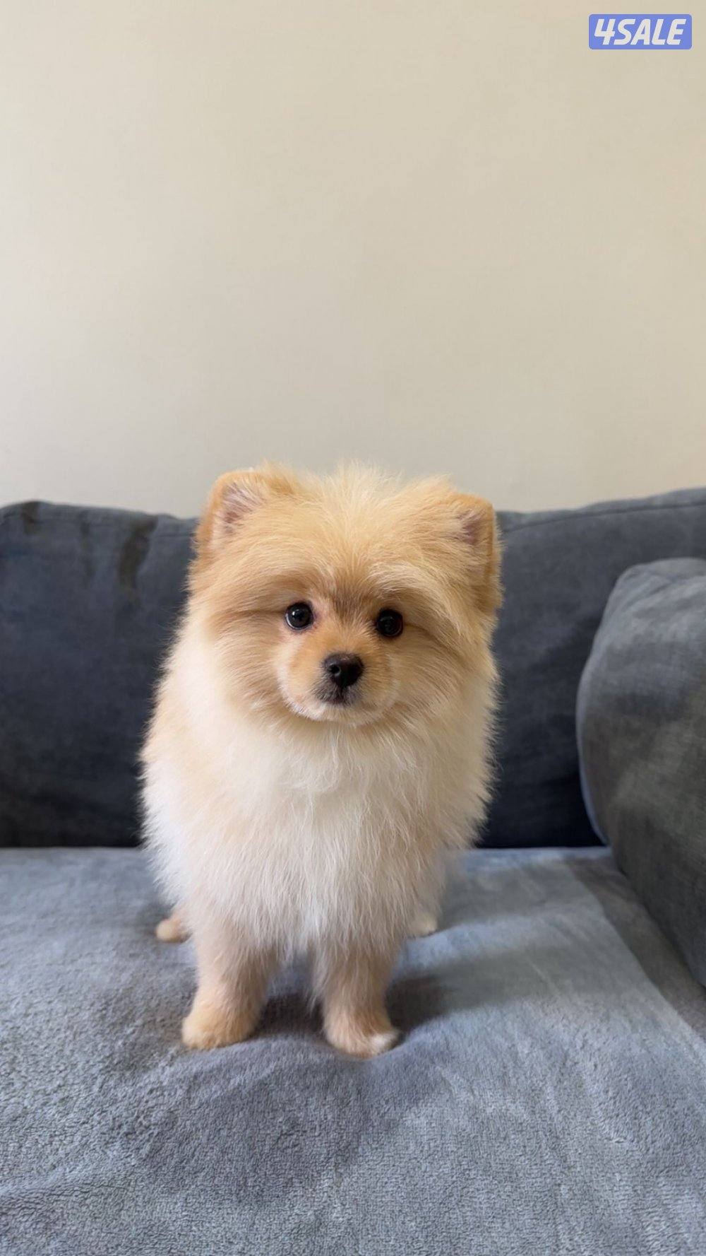 بومرينيان نثيه العمر 4 شهور0