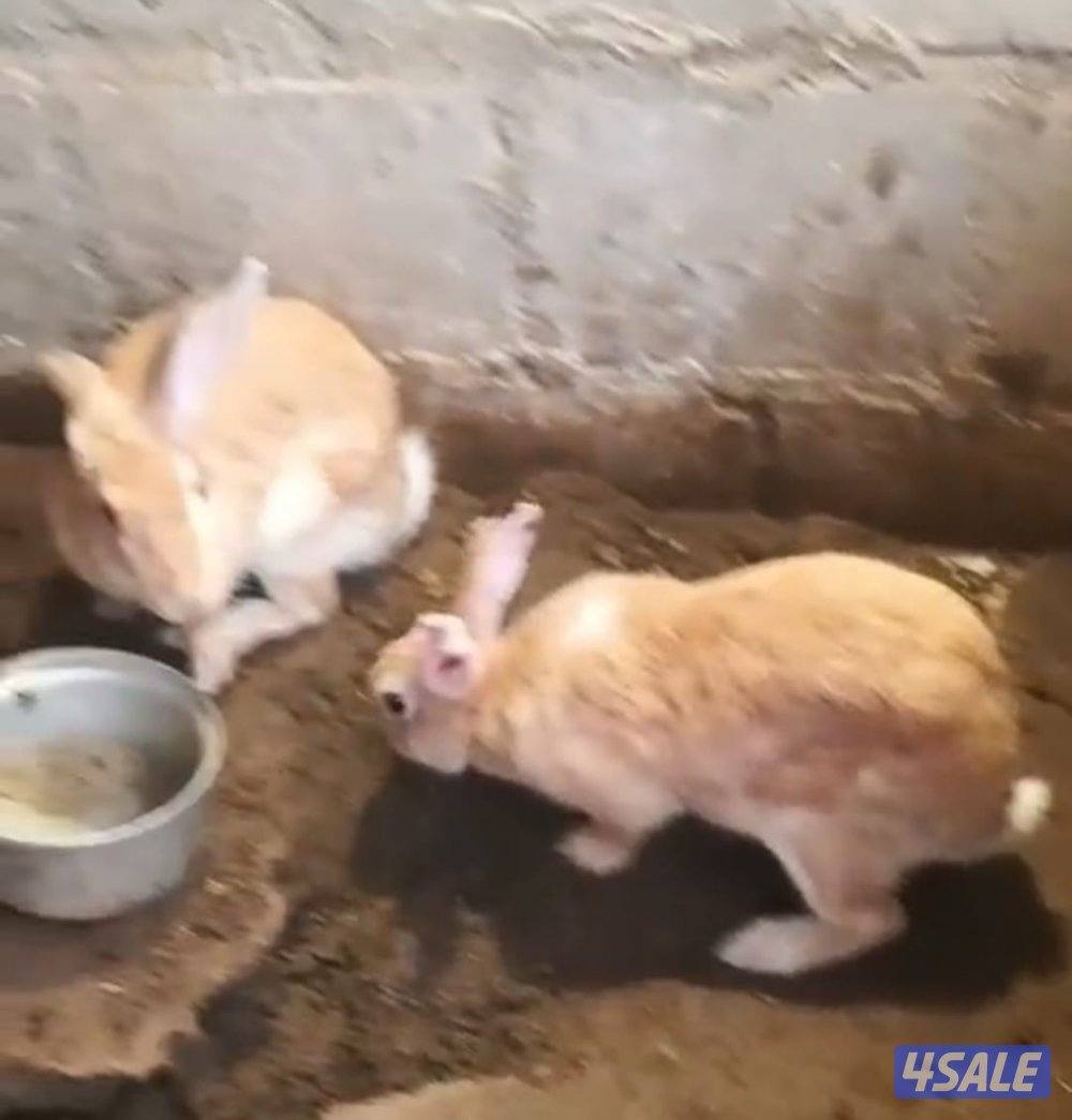 للبيع أرانب1