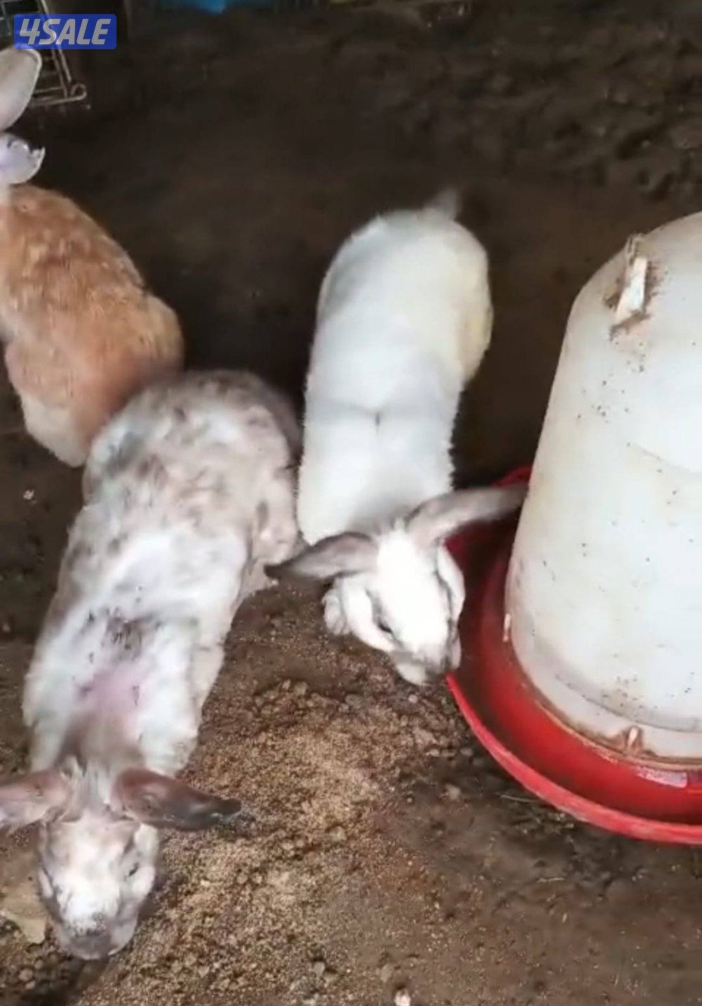 للبيع أرانب2