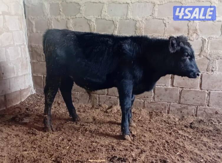 للبيع عجل وعجله النوع انجوس0