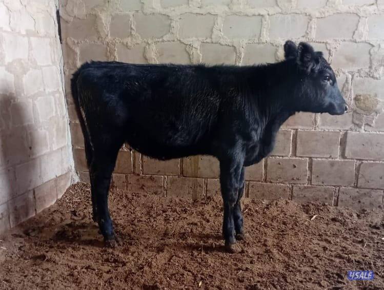 للبيع عجل وعجله النوع انجوس1