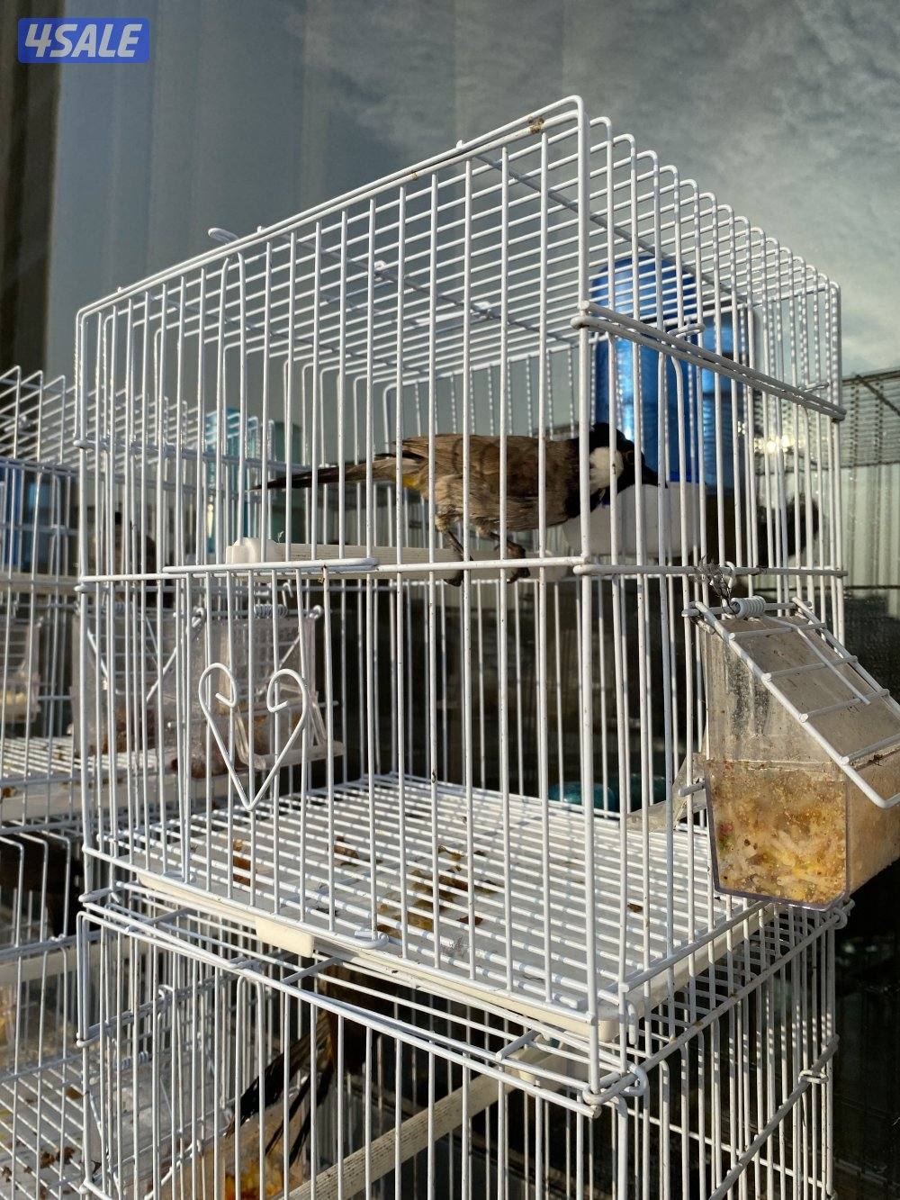 دفعه بلابل عراقيه0