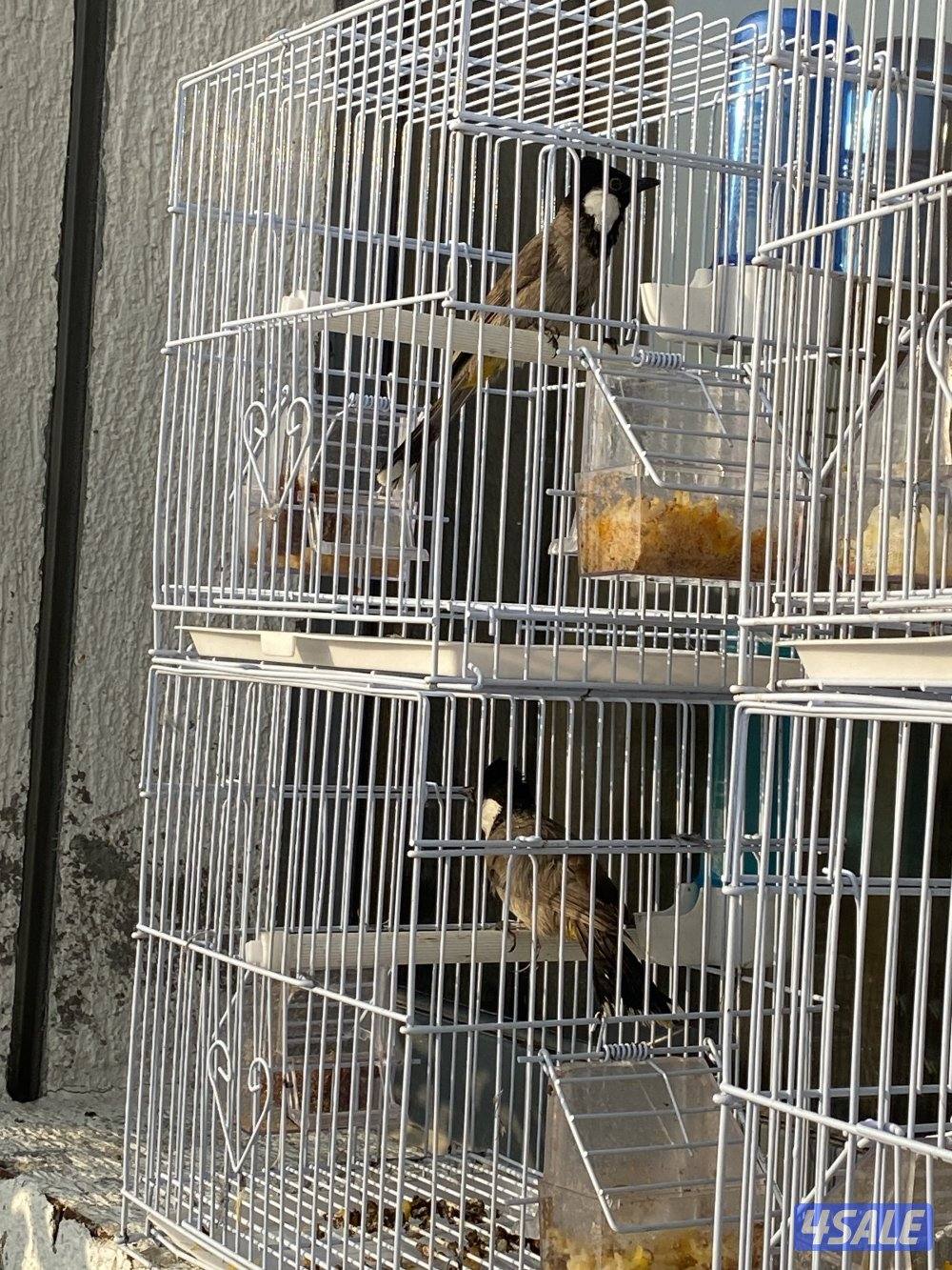 دفعه بلابل عراقيه1