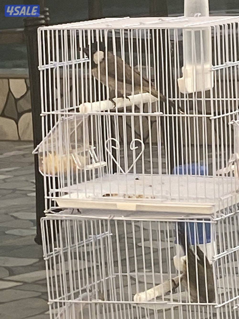 دفعه بلابل عراقيه2