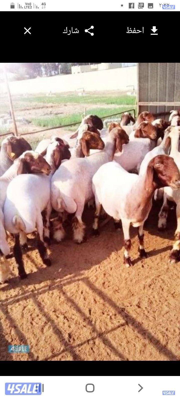 قص اضافر معزه وغنم وحلاقه0