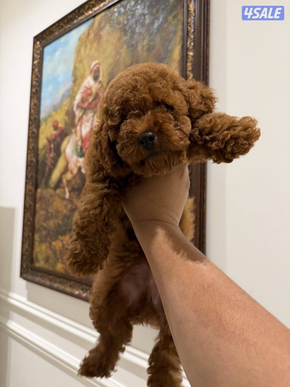 For Sale: Chocolate Poodle Puppy 🐶1