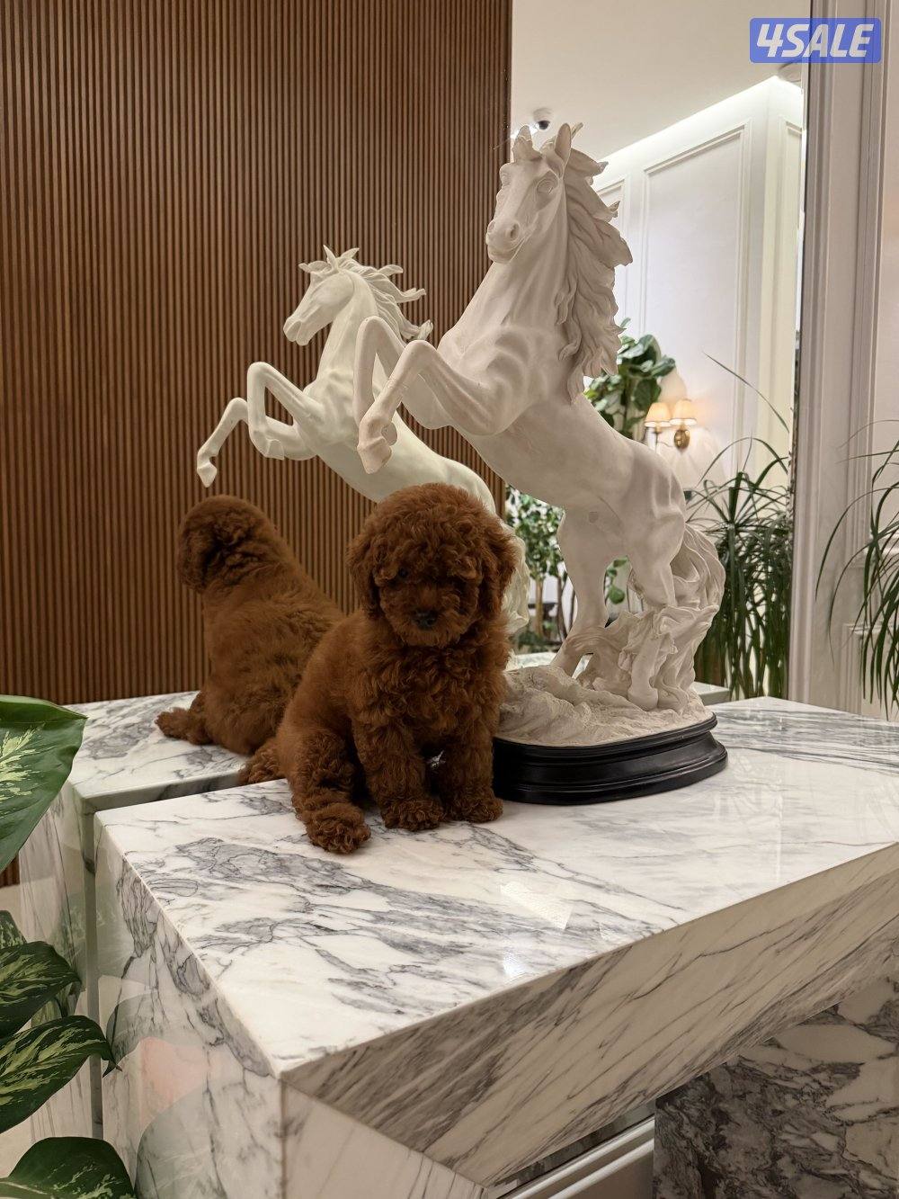 For Sale: Chocolate Poodle Puppy 🐶0