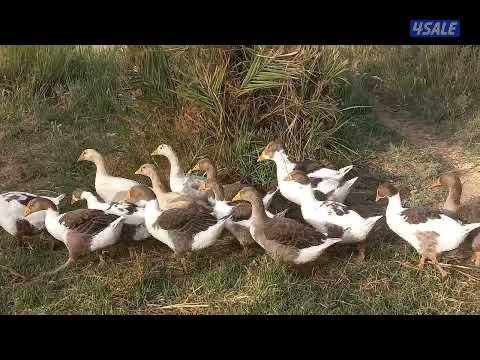 مطلوب دجاج رومي 🦃 لون احمر وز عراقي1