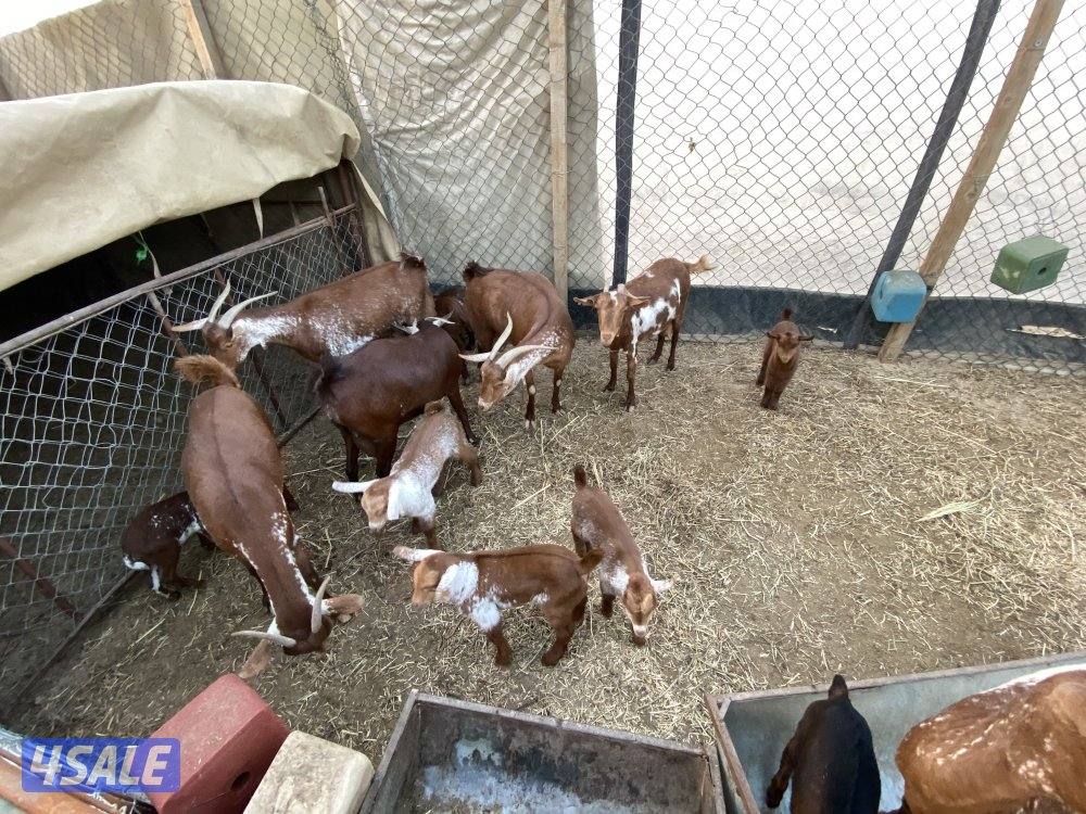 عوارض ٢ حجازيه ٥ عمانيه ١ شرط السلم وماخذه التحصينات سن وديد فيها ٢ مت0