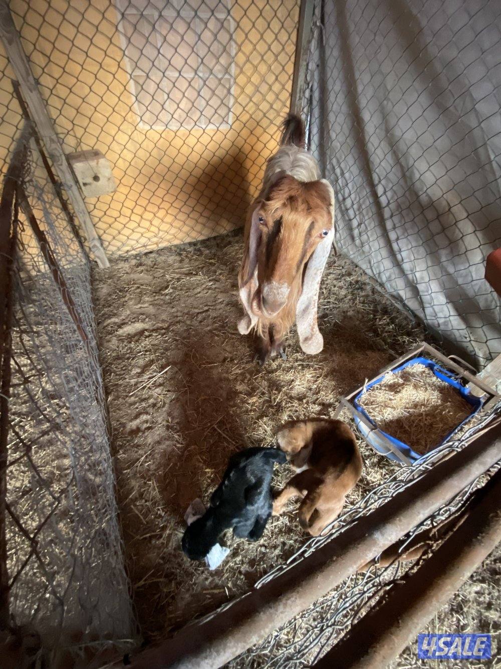 عوارض ٢ حجازيه ٥ عمانيه ١ شرط السلم وماخذه التحصينات سن وديد فيها ٢ مت1