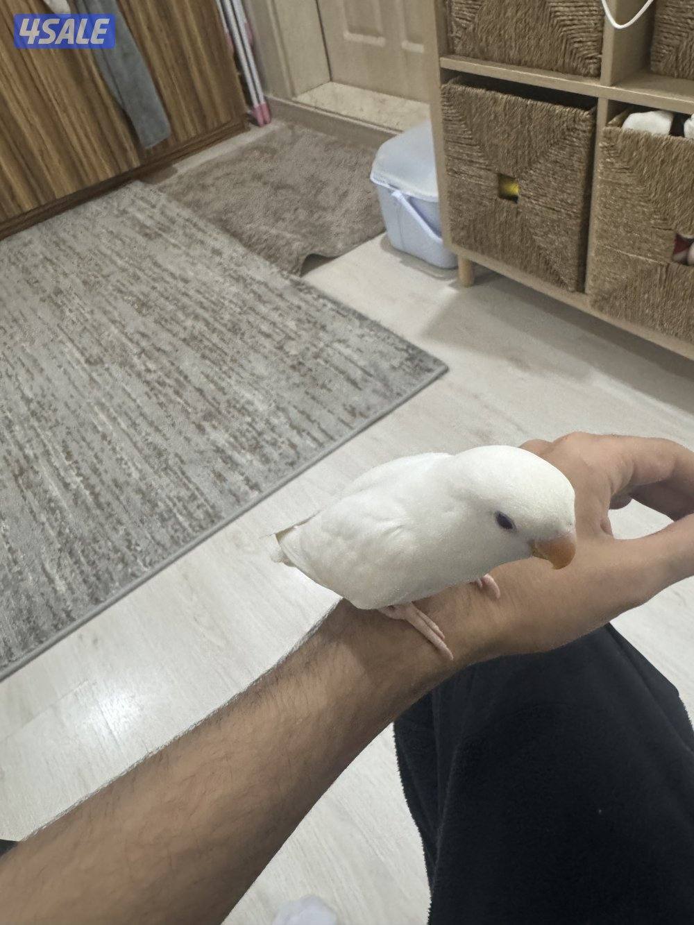 للبيع لوف بيرد البينو ربوة قوية قاطع عس0