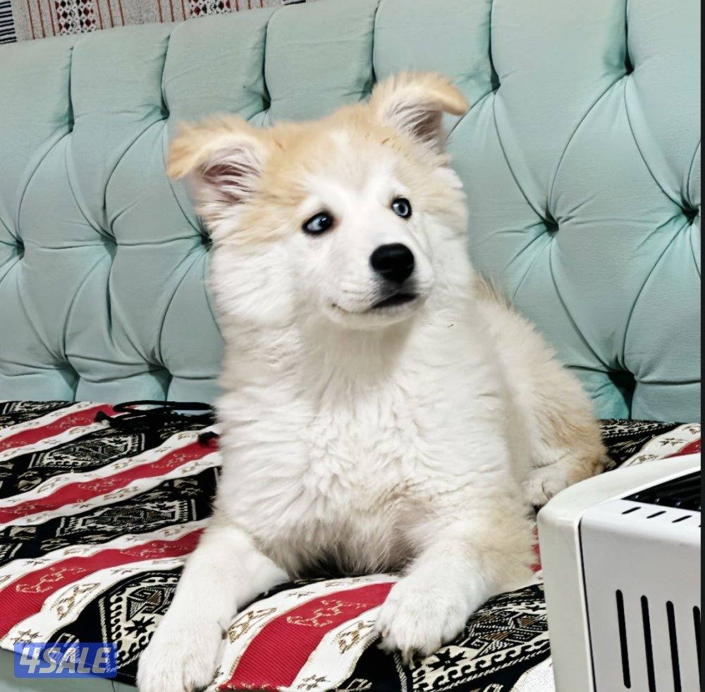 للبيع هاسكي ذكر1