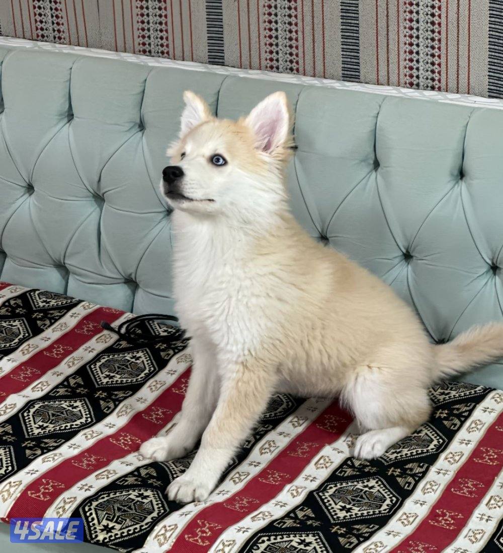 للبيع هاسكي ذكر0