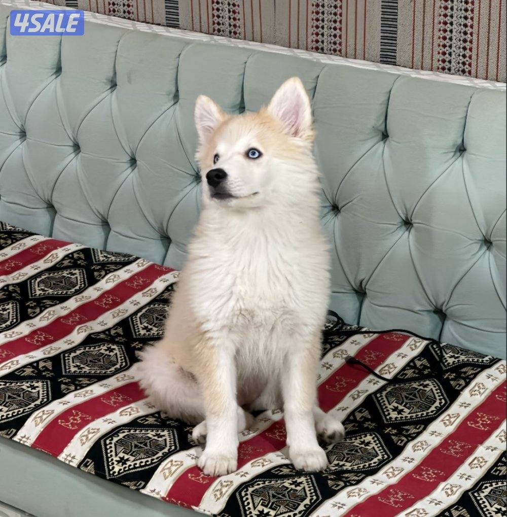 للبيع هاسكي ذكر2