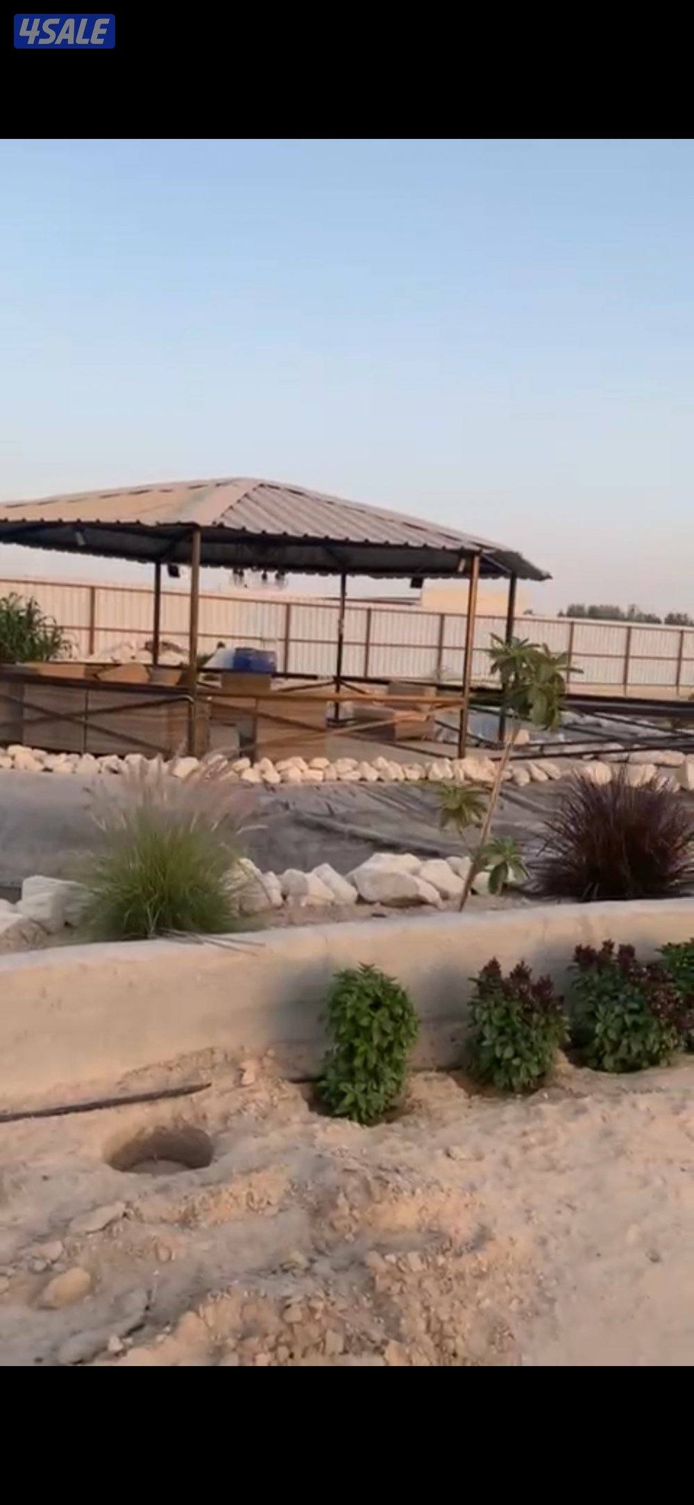 للاجار مزرعه بالوفرة7