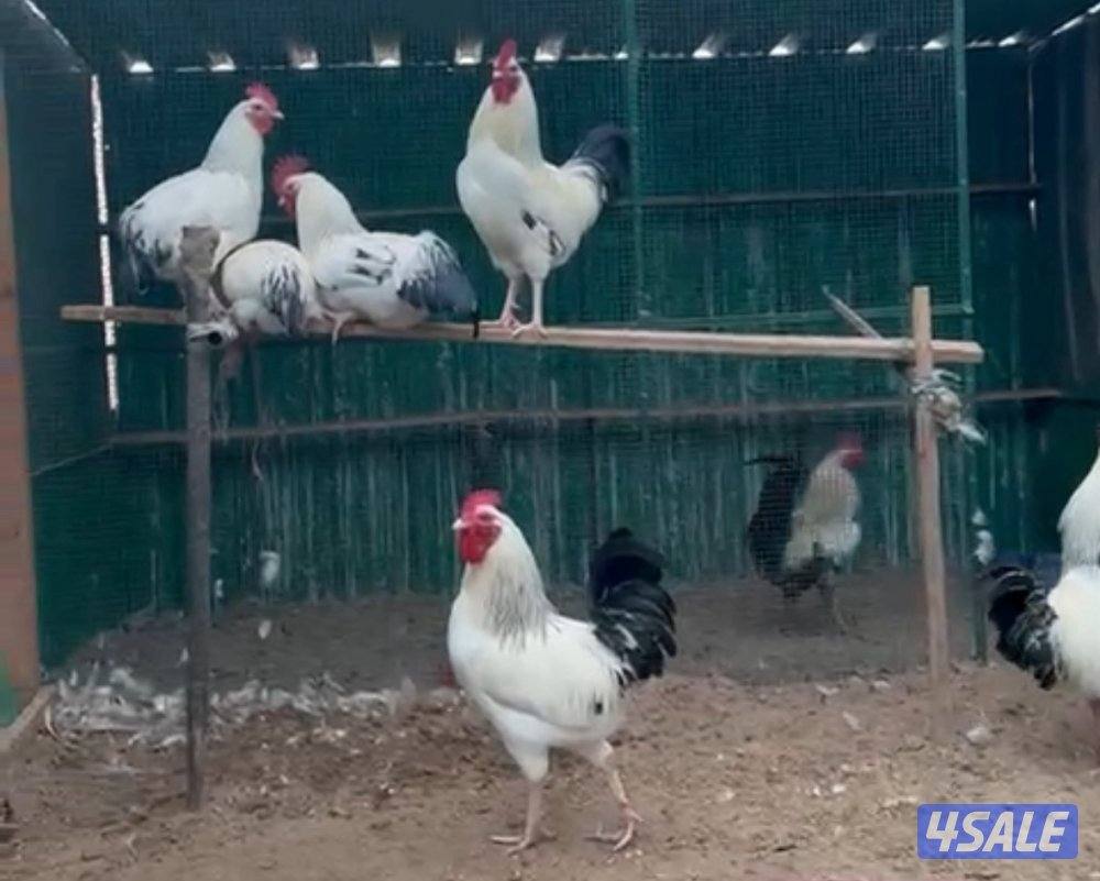 دياجه فرنسي كولمبي0