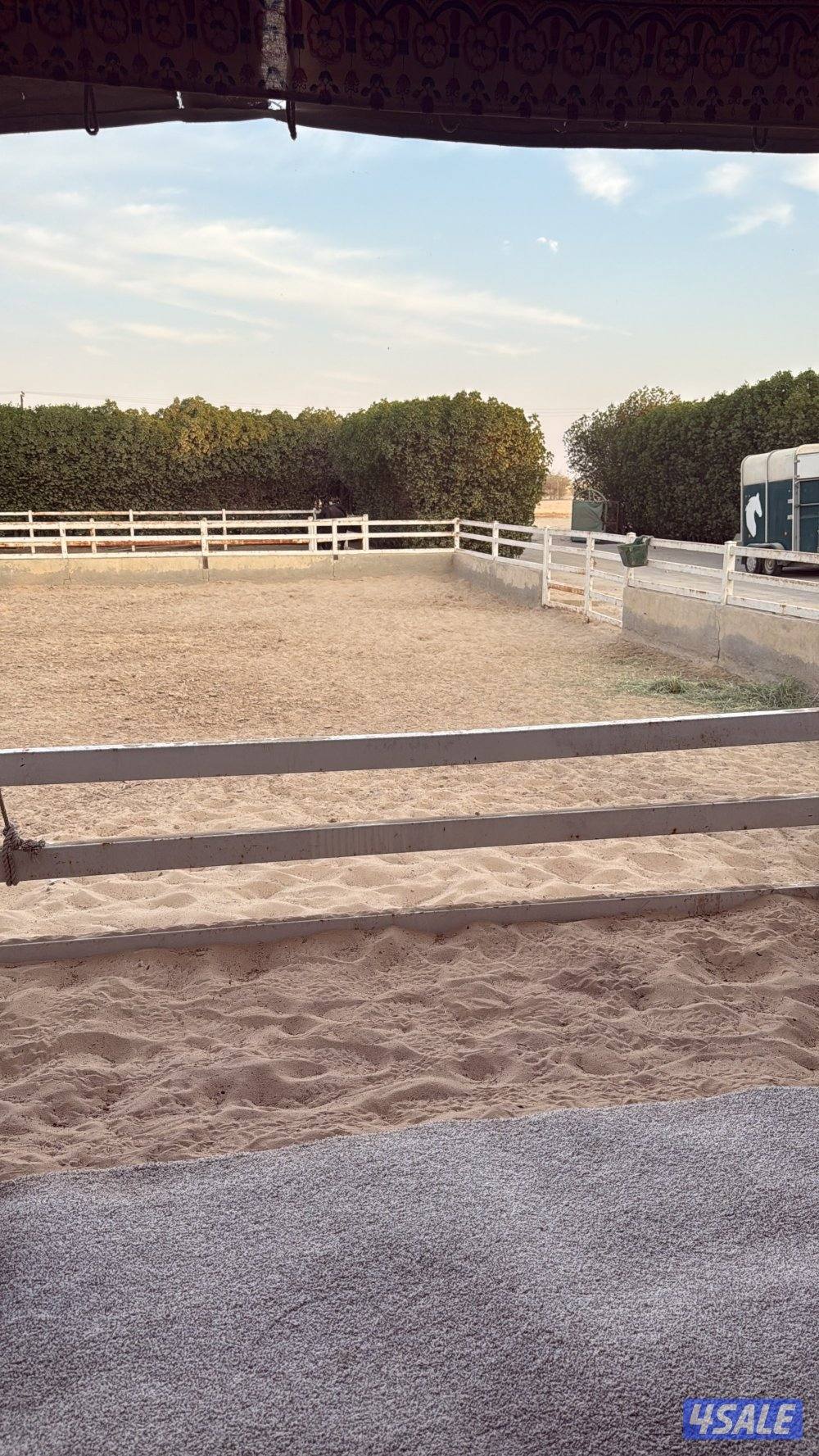 مربط للافراس ومهرات1