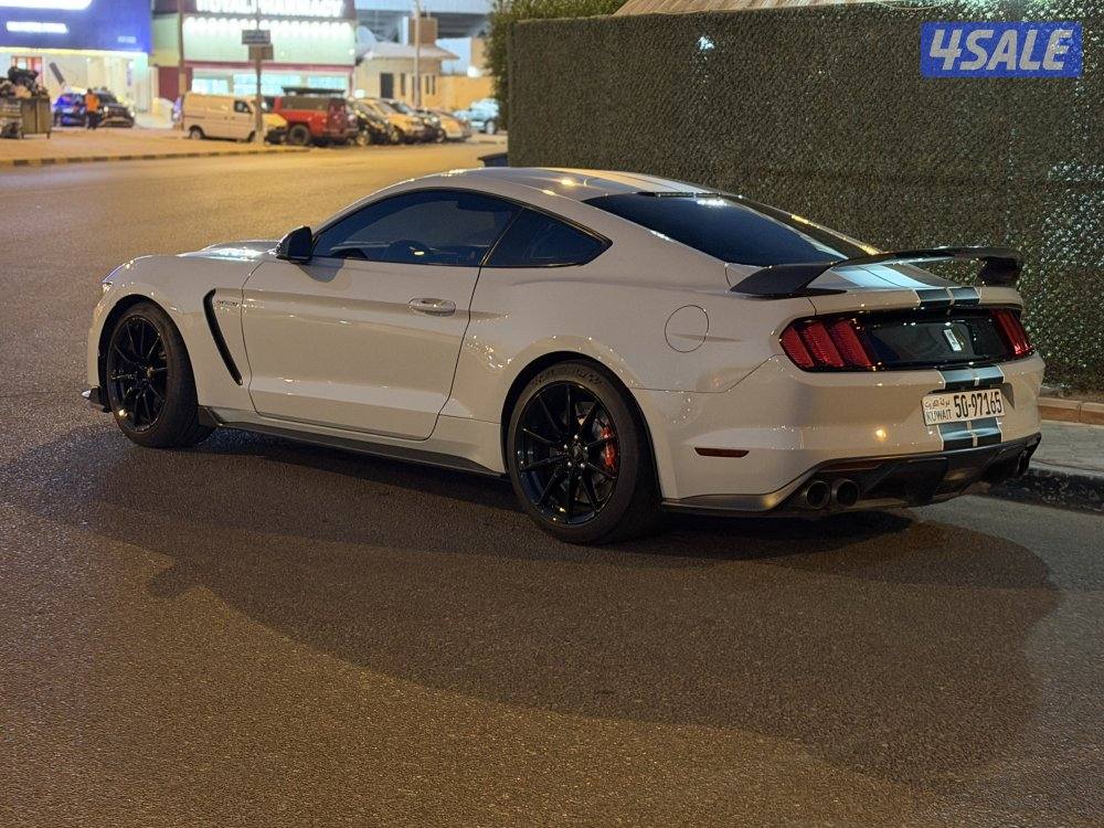 شلبي Shelby 3503