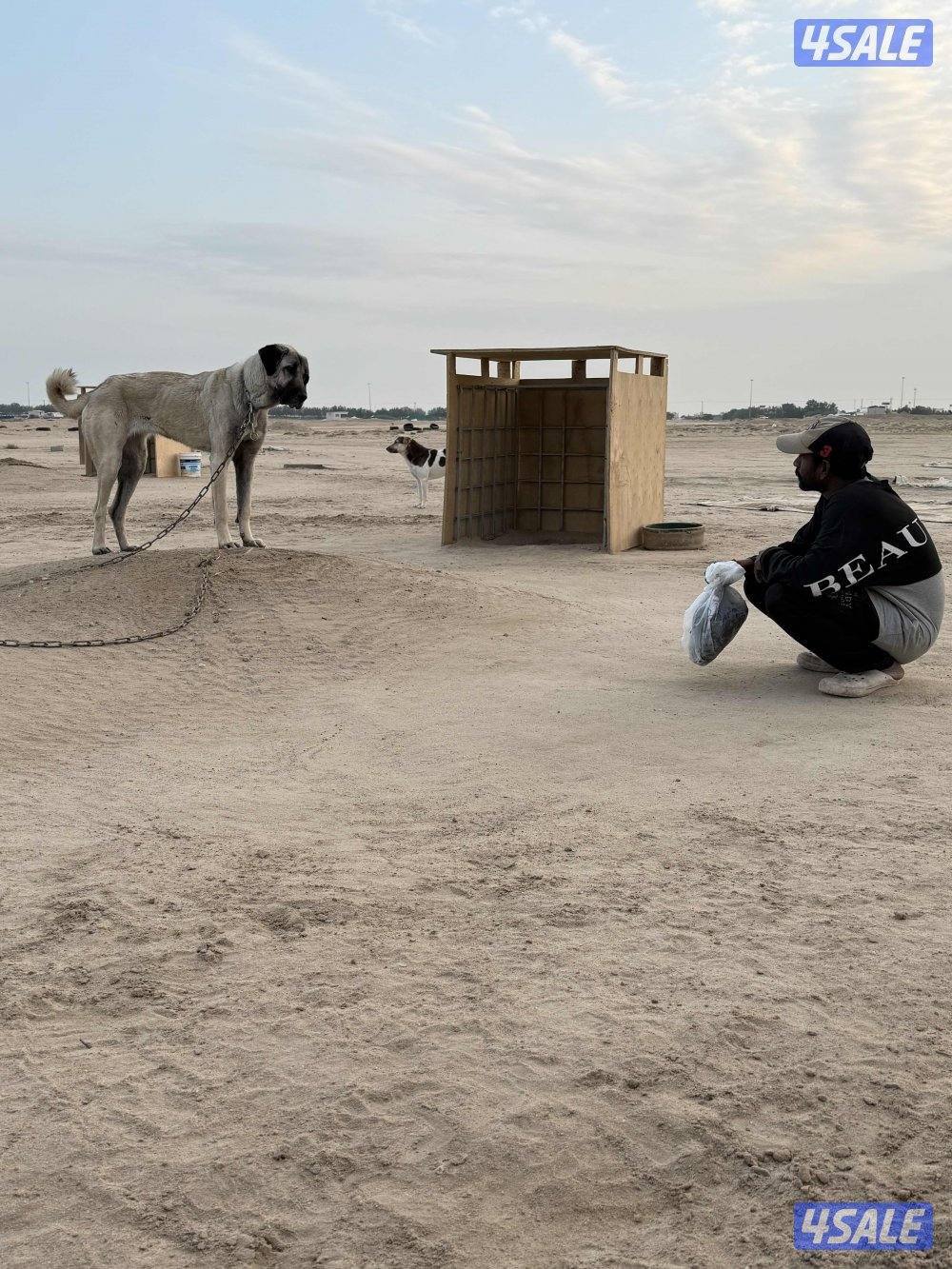 للبيع نثيه كنقال العمر سنه وسبع شهور1