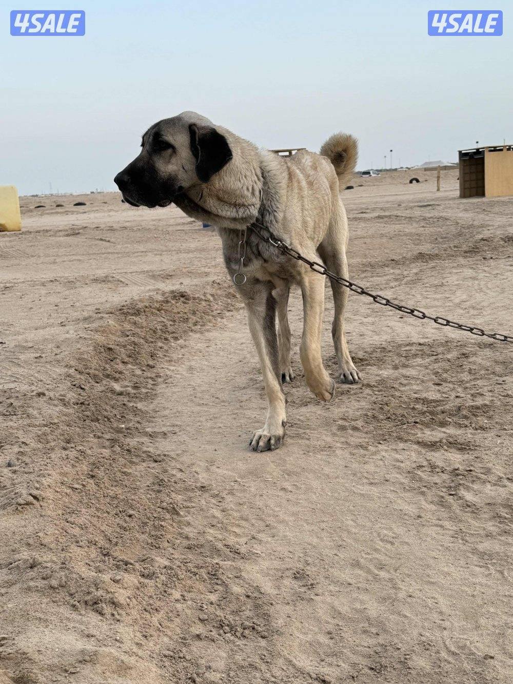 للبيع نثيه كنقال العمر سنه وسبع شهور2