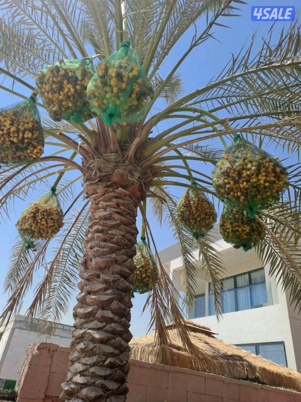 تكريب وتنظيف وزراعة النخيل بأيدي اهوازيين0