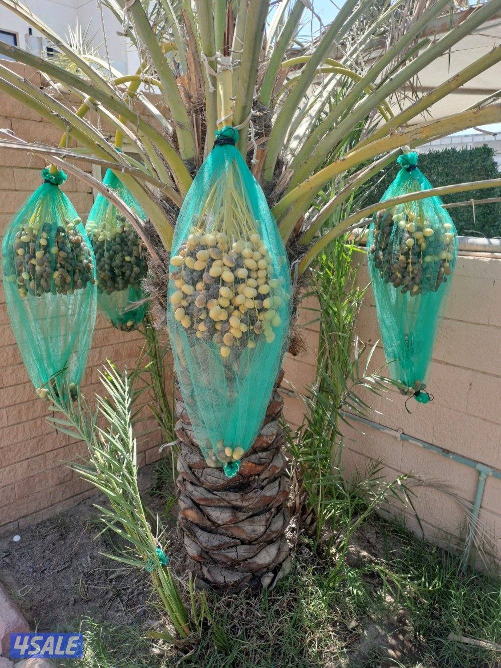 تكريب وتنظيف وزراعة النخيل بأيدي اهوازيين1