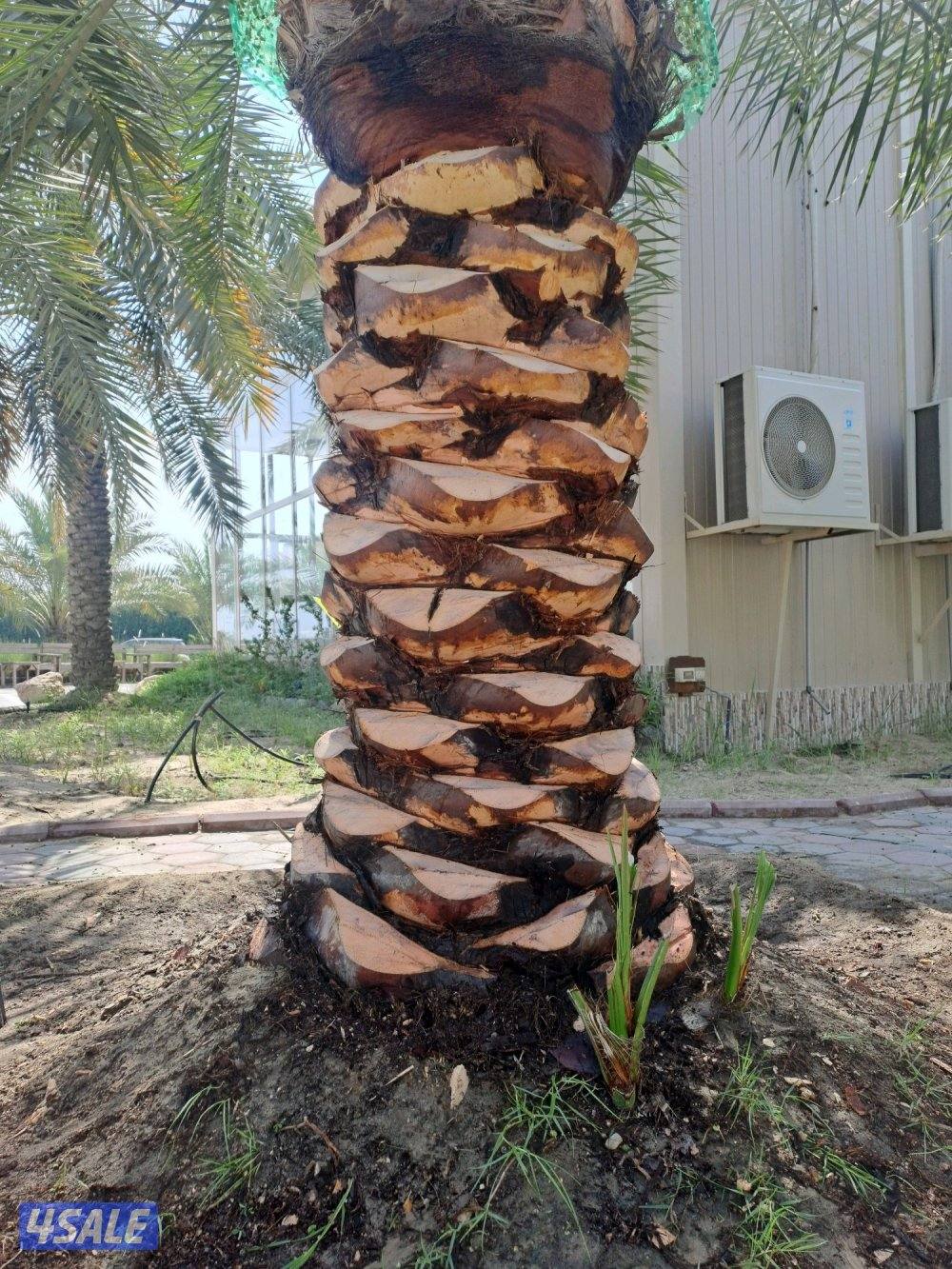 تكريب وتنظيف وزراعة النخيل بأيدي اهوازيين2