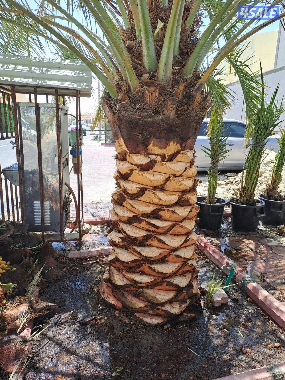 تكريب وتنظيف وزراعة النخيل بأيدي اهوازيين3