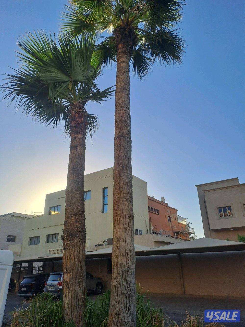 تكريب وتنظيف وزراعة النخيل بأيدي اهوازيين4