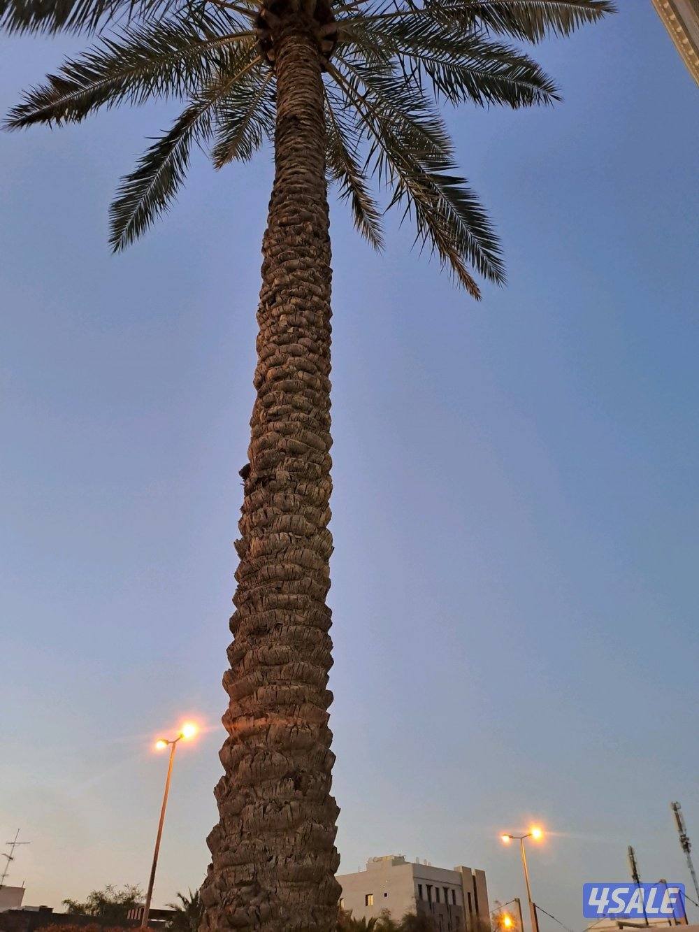 تكريب وتنظيف وزراعة النخيل بأيدي اهوازيين5