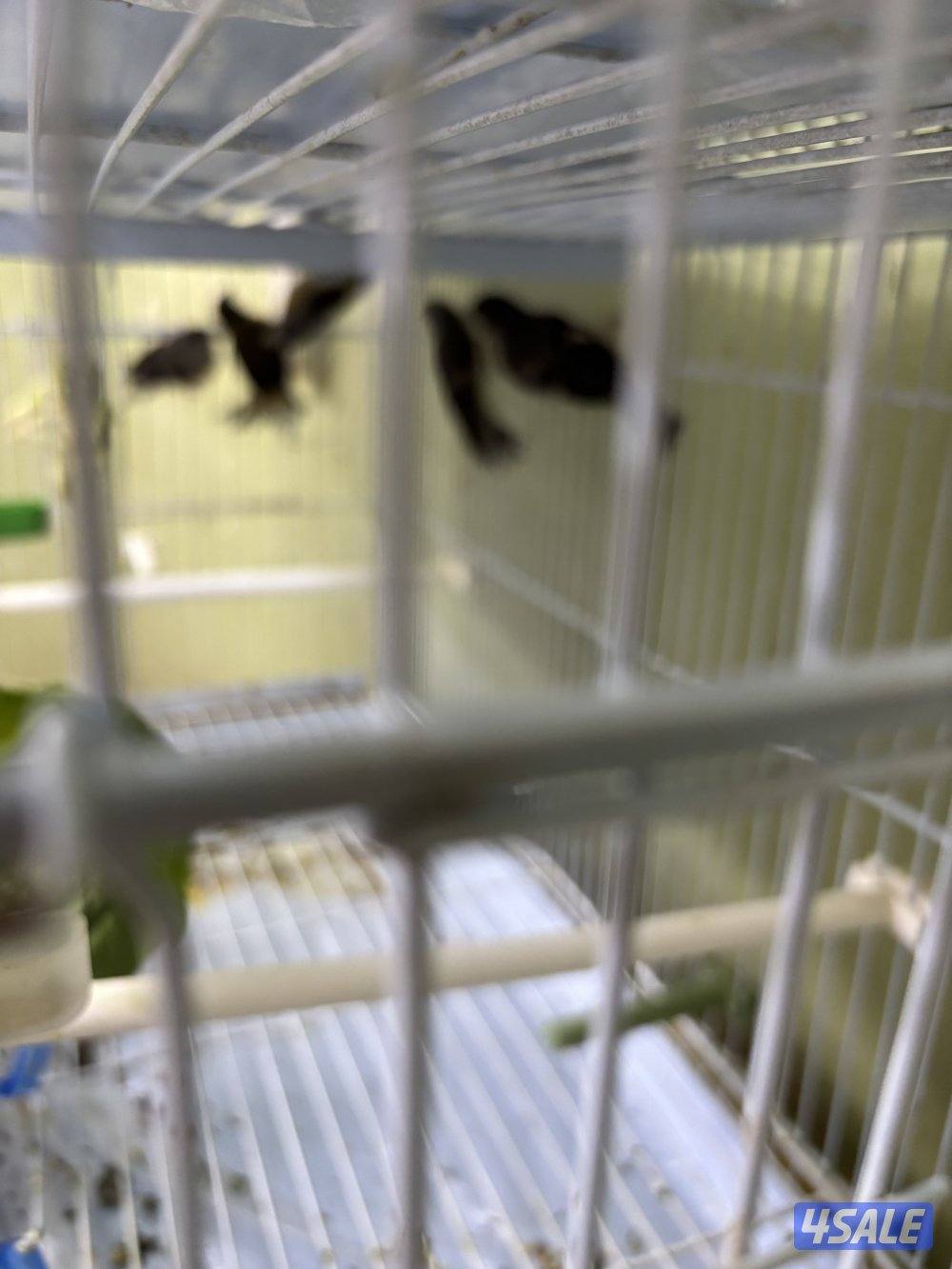 اناثي سسكن للبيع السعر للطير الواحد0