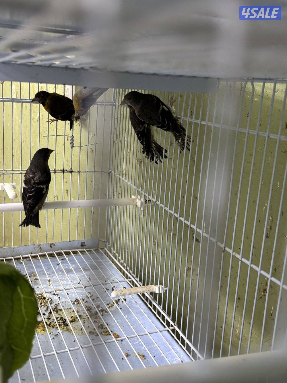 اناثي سسكن للبيع السعر للطير الواحد1