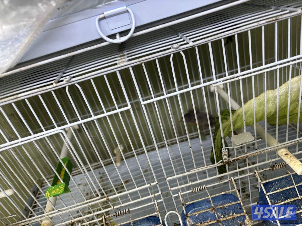 اناثي سسكن للبيع السعر للطير الواحد2