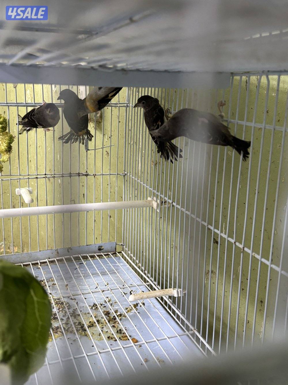 اناثي سسكن للبيع السعر للطير الواحد3