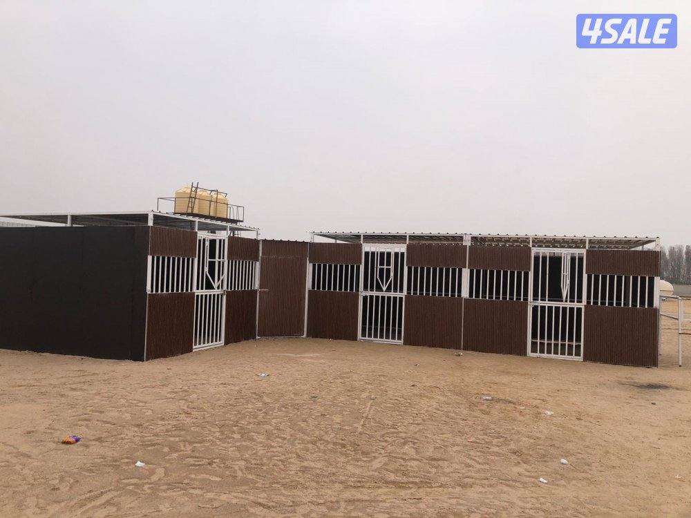 تفصال بنأجر خيل بادوك مصلب هنقر توصل وت ساب0