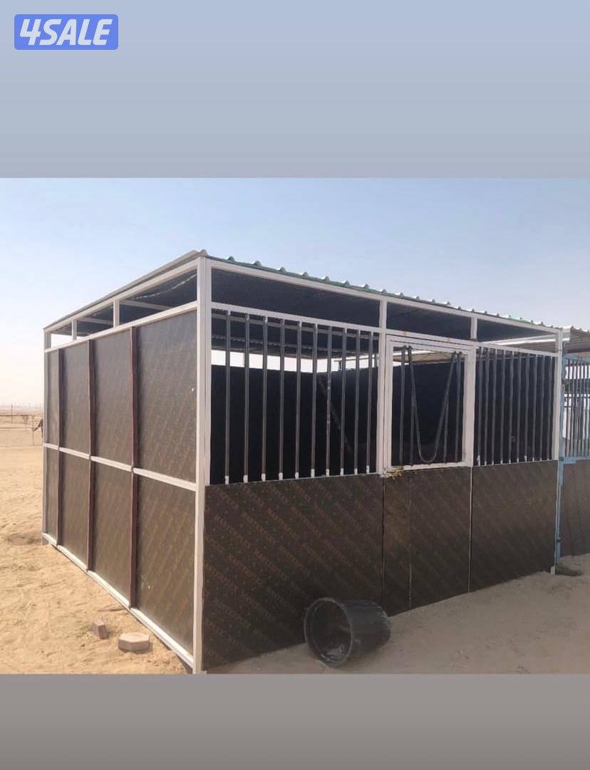 تفصال بنأجر خيل بادوك مصلب هنقر توصل وت ساب4