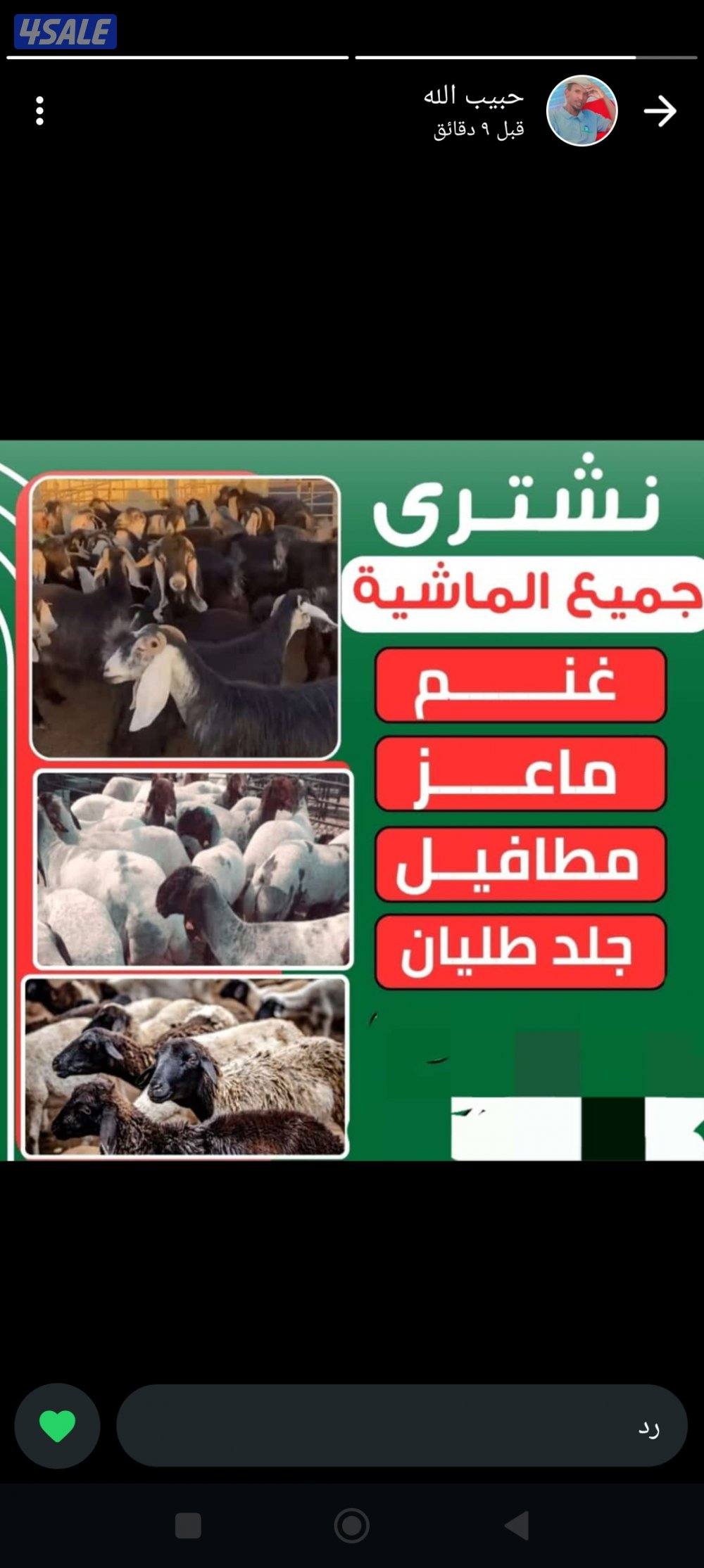 نشتري غنم ومعزا العدد مفتوح ودفع كاش0