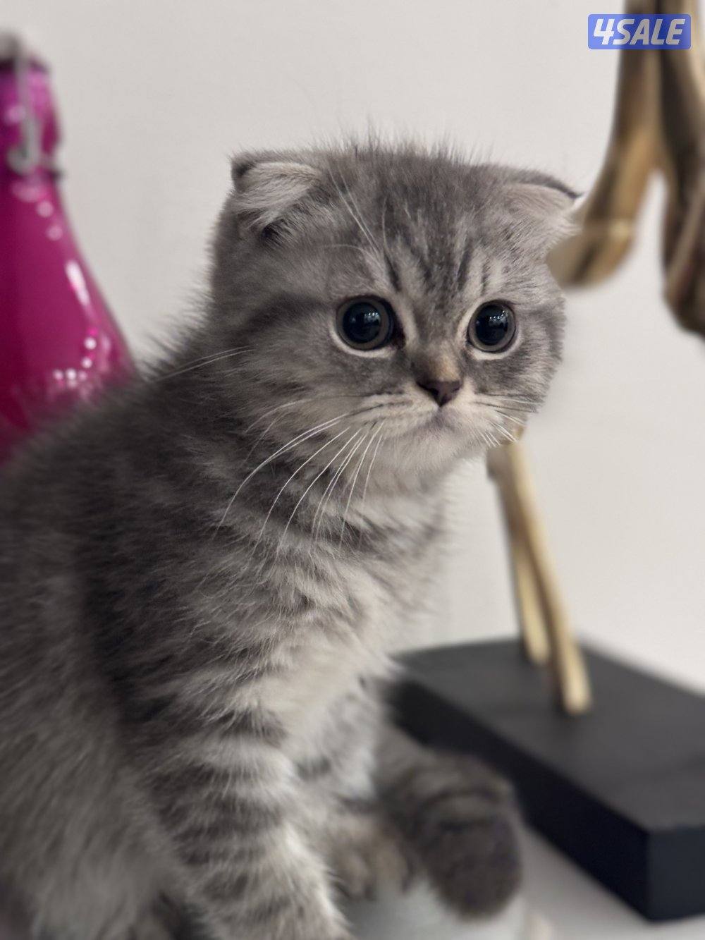 كتن سكوتش فولد عمره شهرين ونص و سكوتش ستريت شورت هير عمرهم شهرين ونص1